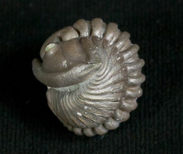 Nicely Enrolled Flexicalymene Trilobite - D #5884